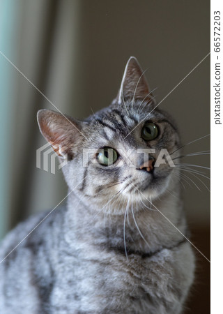 Cat staring at Sabatra cat 66572203