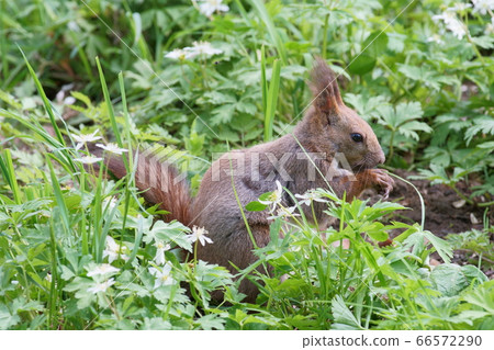 Ezoris in Nirinso 66572290