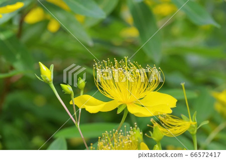 拜占庭的花朵和芽 66572417