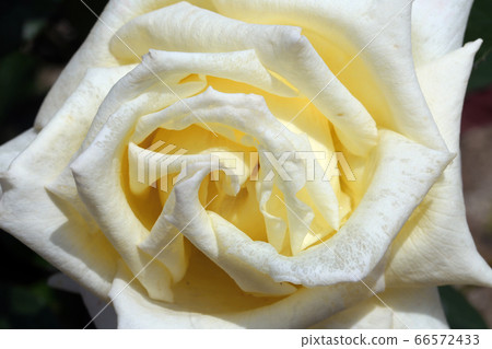 Beeffer's Rose Beeffer's Rose 66572433
