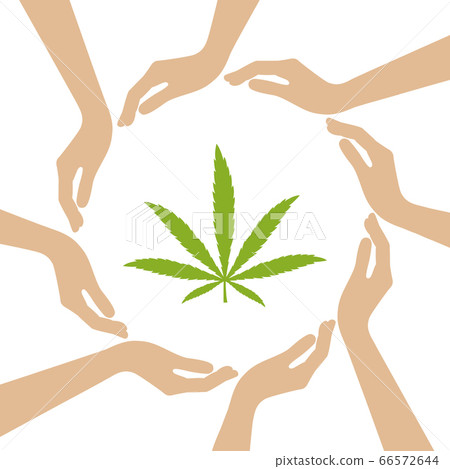 cannabis leaf in the middle of human hands 66572644