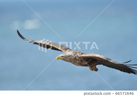 White-tailed eagle flying over the Notsuke Peninsula (Hokkaido) 66572646
