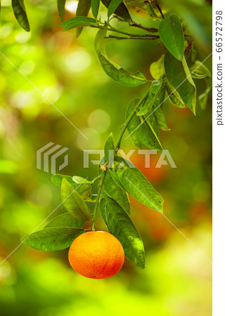 Tangerine sunny garden 66572798