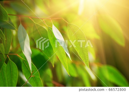 Eucalyptus green leaves 66572800