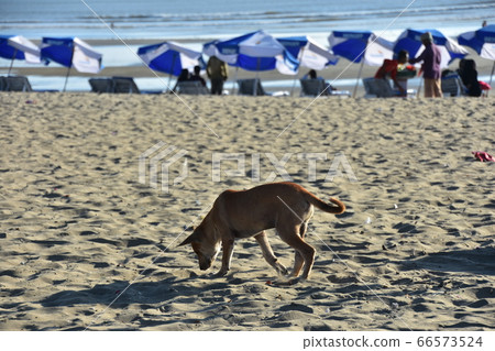 Cox's Bazar beach in Bangladesh People who enjoy swimming: Stray dogs walking on the sandy beach and parasols lined up on the sandy beach 66573524