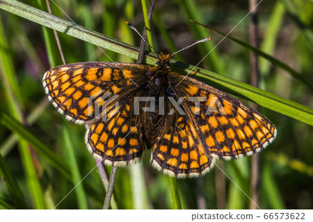 Heath Fritillary (Melitaea athalia) Heath Fritillary (Melitaea athalia) 66573622