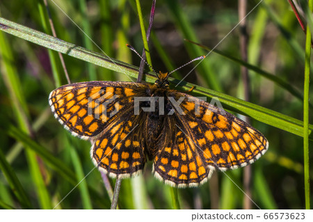 Heath Fritillary (Melitaea athalia) Heath Fritillary (Melitaea athalia) 66573623
