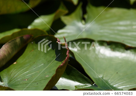 Beniteitombo 66574083