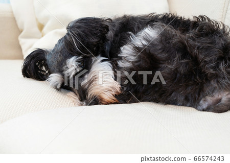 how much sleep does a miniature schnauzer need