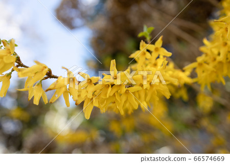 Forsythia 66574669
