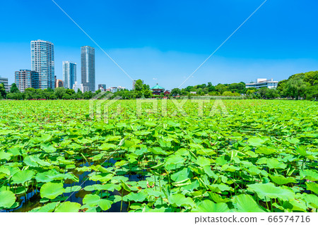 Tokyo Ueno Park Shinobazu Pond 66574716