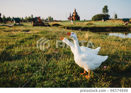 pair of domestic white geese on green grass 66574898