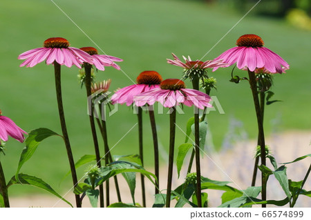 June Chofu 193 Energy (Murasaki Baling)/Asteraceae/Keio Angel 66574899