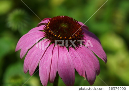 June Chofu 190 Energy (Murasaki Baling), Asteraceae, Keio Angel 66574900