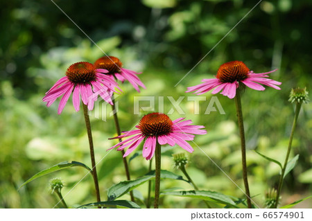 June Chofu 191 Echinacea (Murasaki Baling), Asteraceae, Keio Angel 66574901