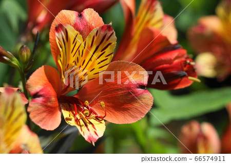 June Chofu 185 Astrromelia, Uzbekistan, Keio Angel June Chofu 185 Astrromelia, Uzbekistan, Keio Angel 66574911