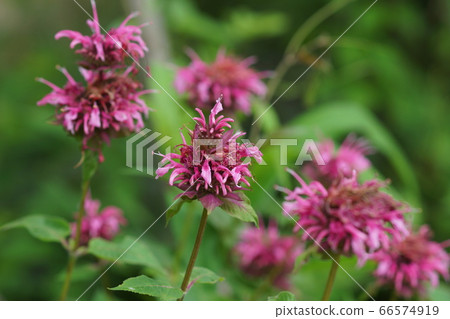 June Chofu 182 Mondal (Belgium), Bat family, Keio Angel 66574919