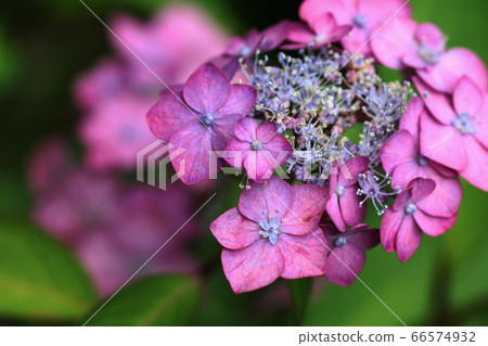 六月調布173 Gaku Ajisai,慶應義je味ji部 六月調布173 Gaku Ajisai,慶應義je味ji部 66574932