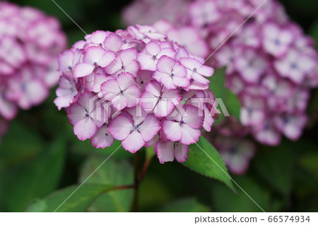 六月調布171 Ajisai,Ajisai Department,慶應義je 六月調布171 Ajisai,Ajisai Department,慶應義je 66574934