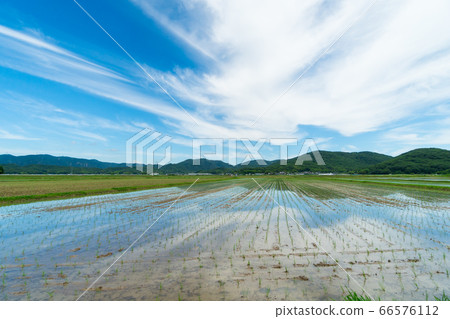 水稻種植後立即的廣闊稻田景觀圖 水稻種植後立即的廣闊稻田景觀圖 66576112