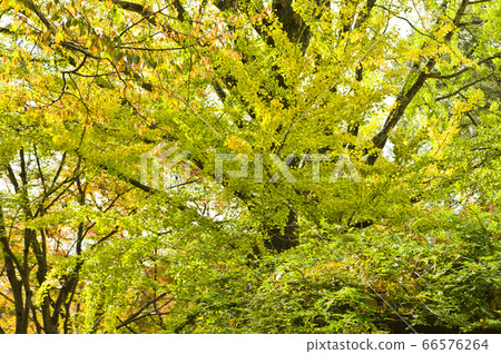 The scenery of autumn colors around Nara Park. The scenery of autumn colors around Nara Park. 66576264