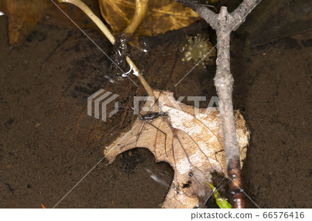 紅水黽 紅水黽 66576416
