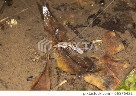 紅水黽 紅水黽 66576421