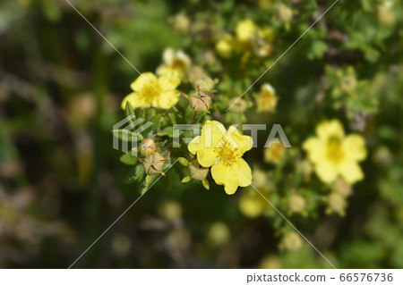 Shrubby Cinquefoil 66576736