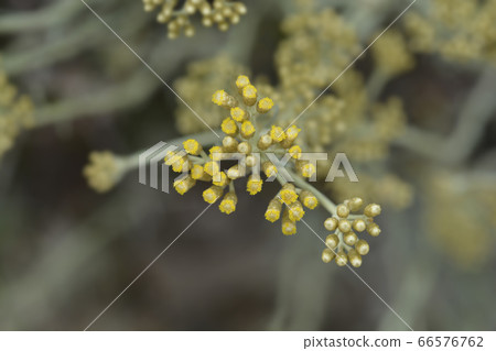 Italian everlasting flowers Italian everlasting flowers 66576762