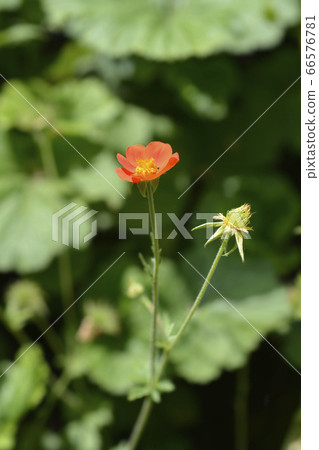 Dwarf orange avens Dwarf orange avens 66576781