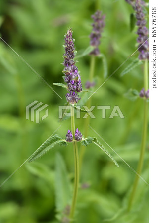 Purple betony Purple betony 66576788