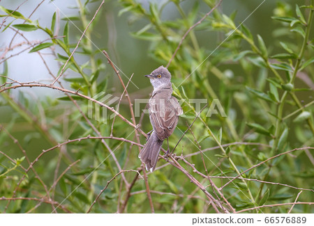 A few moments From the life of barred warbler A few moments From the life of barred warbler 66576889