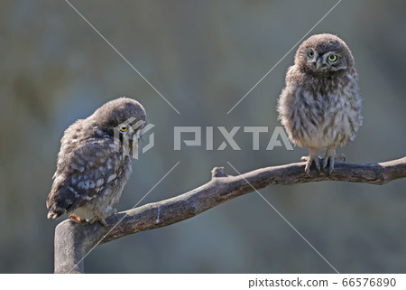 Two brothers 66576890