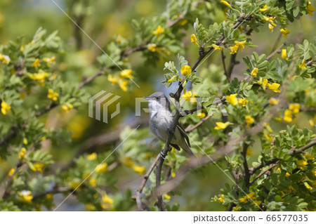 The lesser whitethroat (Sylvia curruca) various The lesser whitethroat (Sylvia curruca) various 66577035