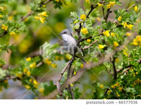 The lesser whitethroat (Sylvia curruca) various The lesser whitethroat (Sylvia curruca) various 66577036