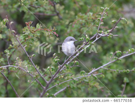 The lesser whitethroat (Sylvia curruca) various The lesser whitethroat (Sylvia curruca) various 66577038
