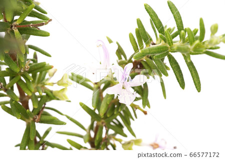 Rosemary blue boy Rosemary blue boy 66577172