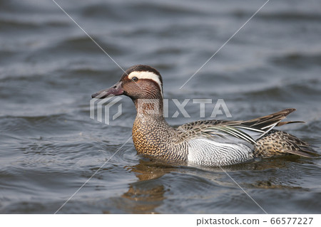 A male  garganey (Spatula querquedula) 66577227