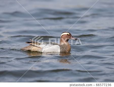 A male garganey (Spatula querquedula) A male garganey (Spatula querquedula) 66577236