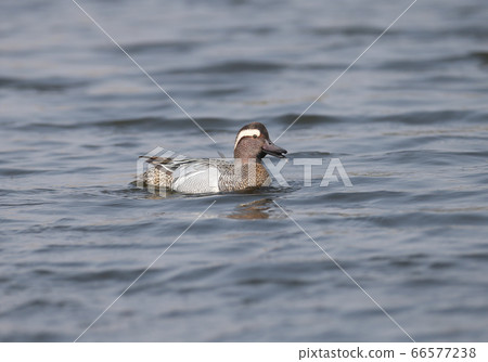 A male  garganey (Spatula querquedula) 66577238