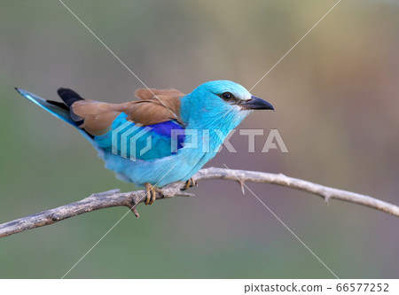 Rare shots of a European roller 66577252