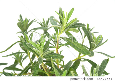 Lavender English Blue Mountains Lavender English Blue Mountains 66577334