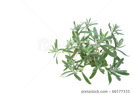 Lavender English Blue Mountains 66577335