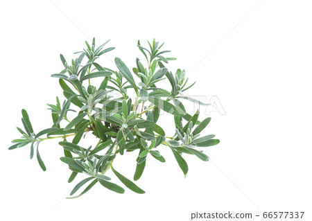 Lavender English Blue Mountains 66577337