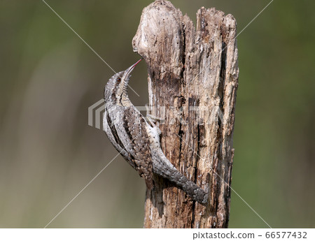 Extraordinary portraits of northern wryneck (Jynx Extraordinary portraits of northern wryneck (Jynx 66577432