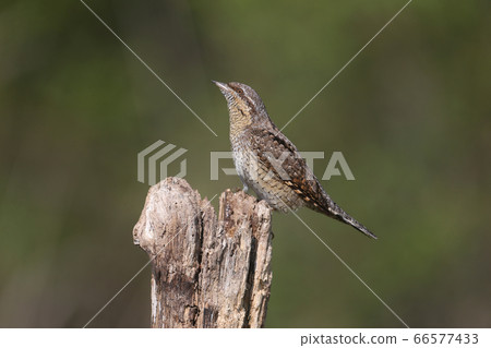 Extraordinary portraits of northern wryneck (Jynx Extraordinary portraits of northern wryneck (Jynx 66577433