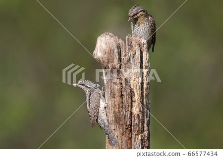 Amazing pairs of northern wryneck (Jynx torquilla) Amazing pairs of northern wryneck (Jynx torquilla) 66577434