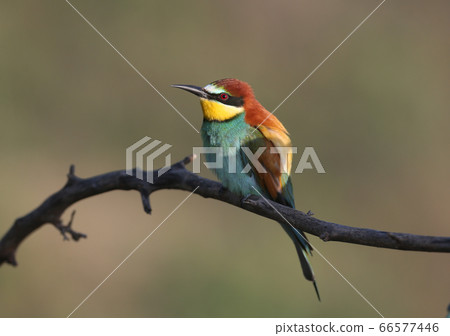 The beauty of spring bee-eaters The beauty of spring bee-eaters 66577446