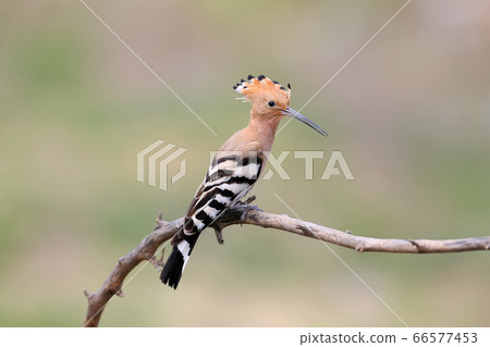 Surprised hoopoe Surprised hoopoe 66577453