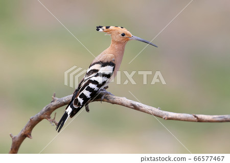Surprised hoopoe Surprised hoopoe 66577467